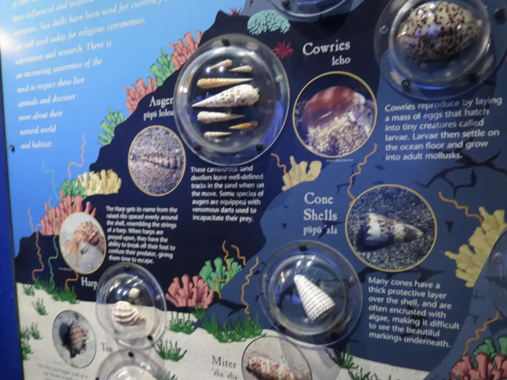 Cowrie shells and cone shells. 