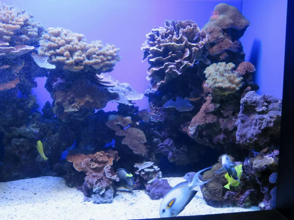 Beautiful fish and coral.