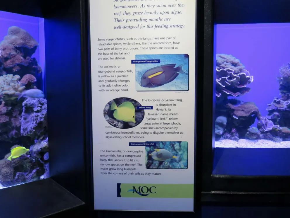 Exhibit about orangeband surgeonfish, yellow tang, and orangespine unicornfish.