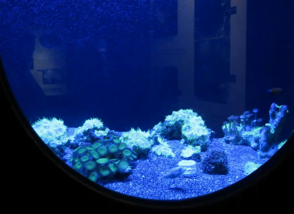 Black light tank lighting up the coral. 