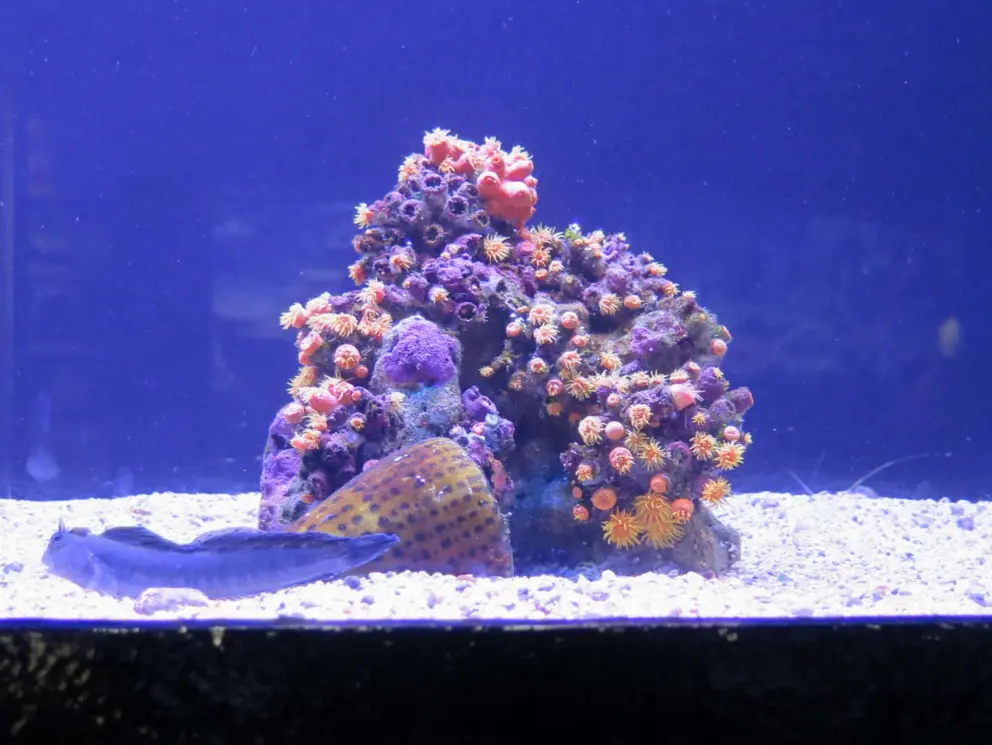 Bright orange coral. 