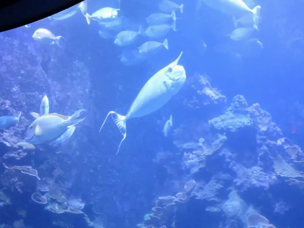 Unicornfish. These are funny!