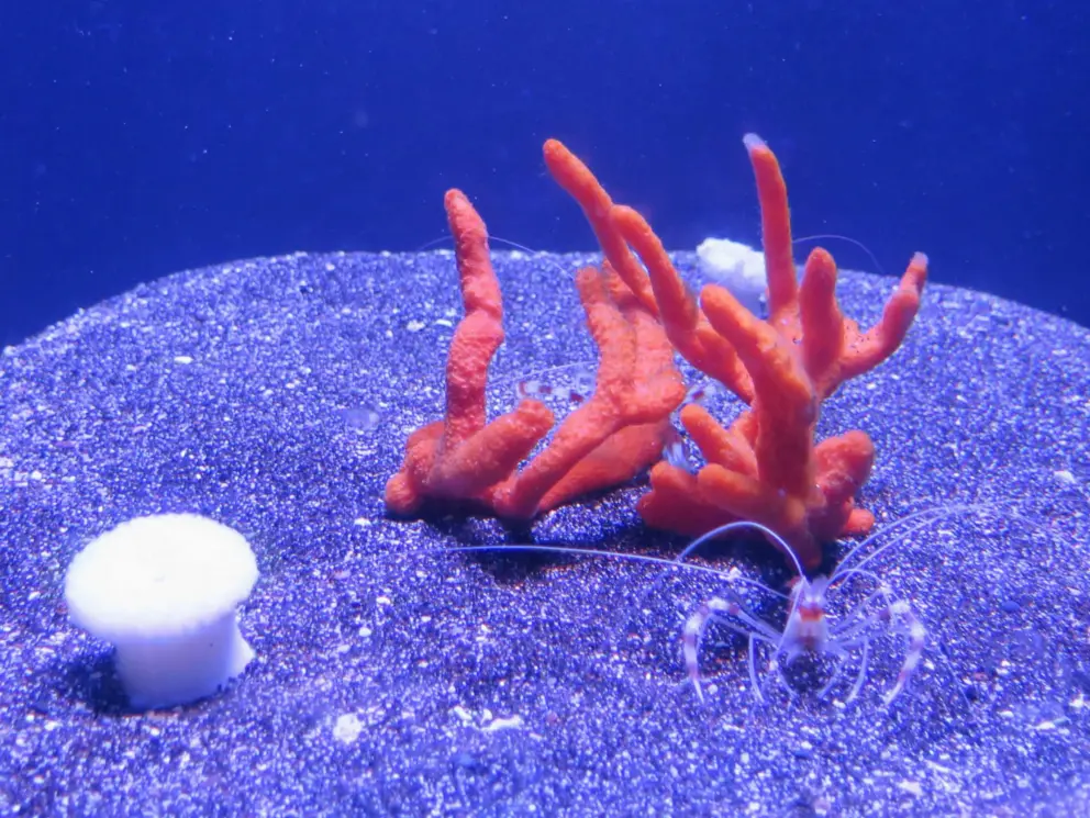 Harlequin shrimp.