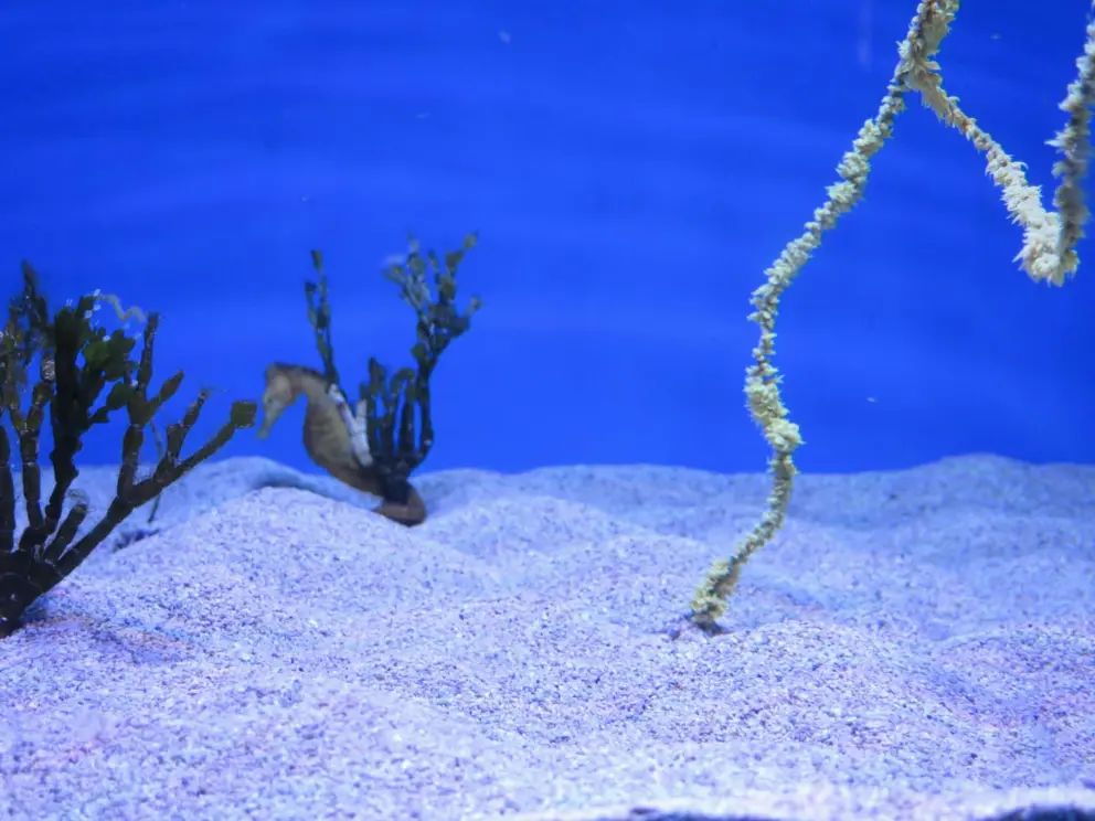 Seahorse. 
