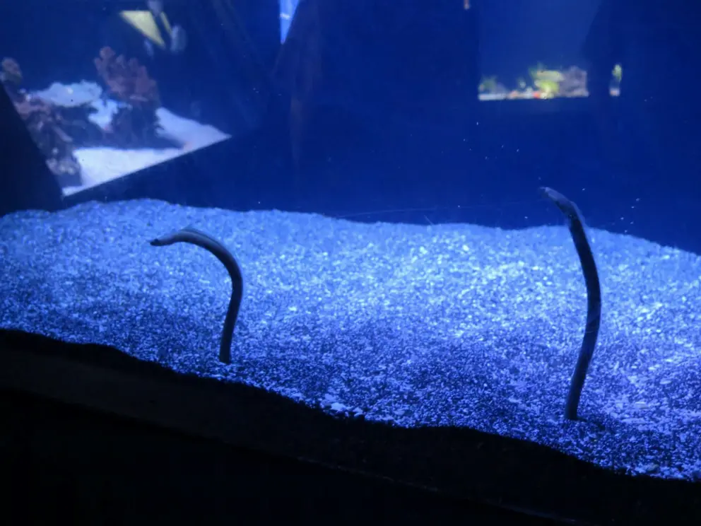 Garden eels! These also look like they are out of a cartoon!