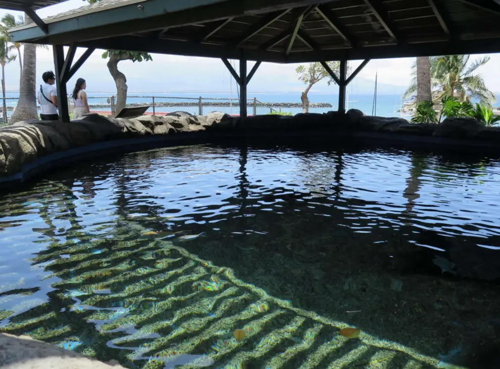 The touch tank, with an ocean view. 