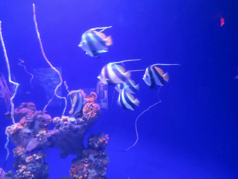 Stripey fish and strange coral. 
