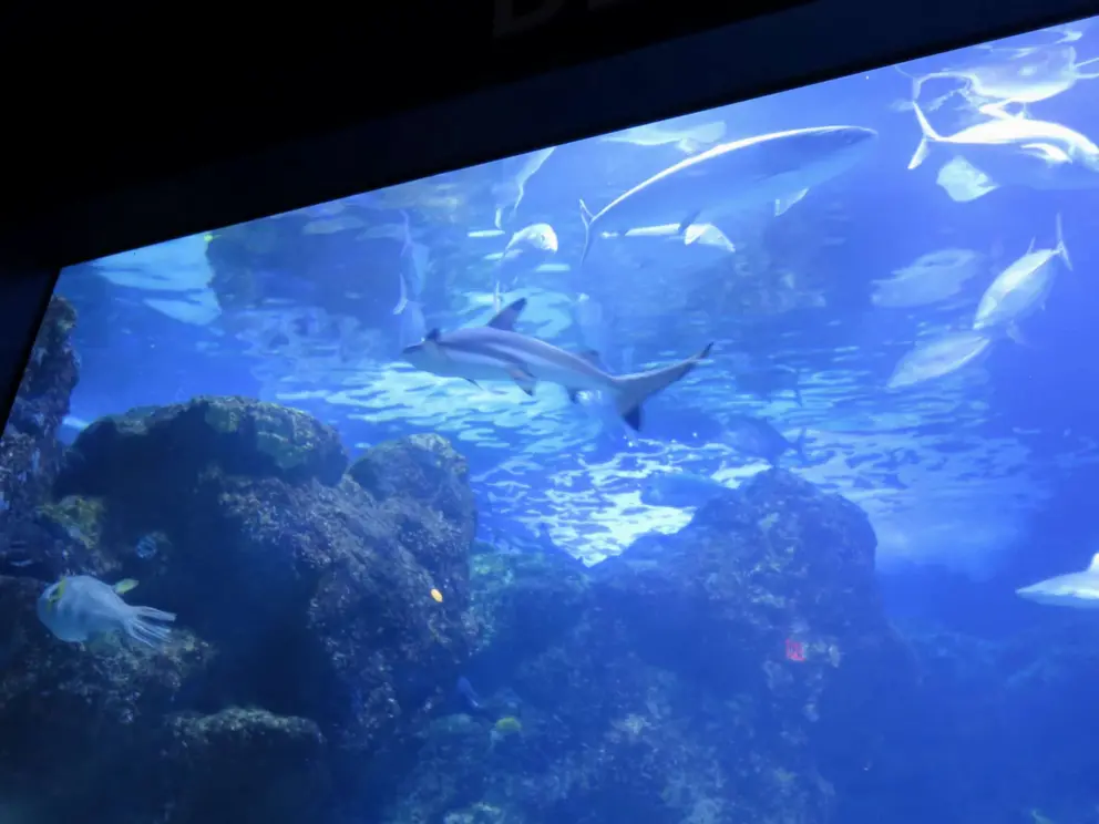 Sharks in a tank. 
