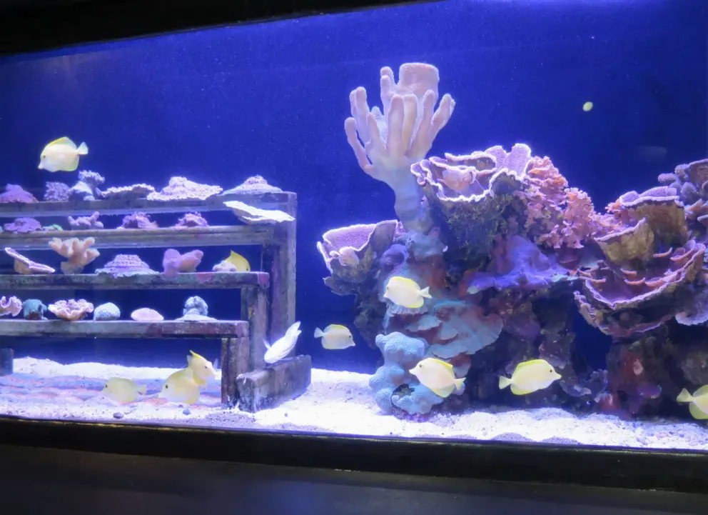 Exhibit about how fish clean things. 