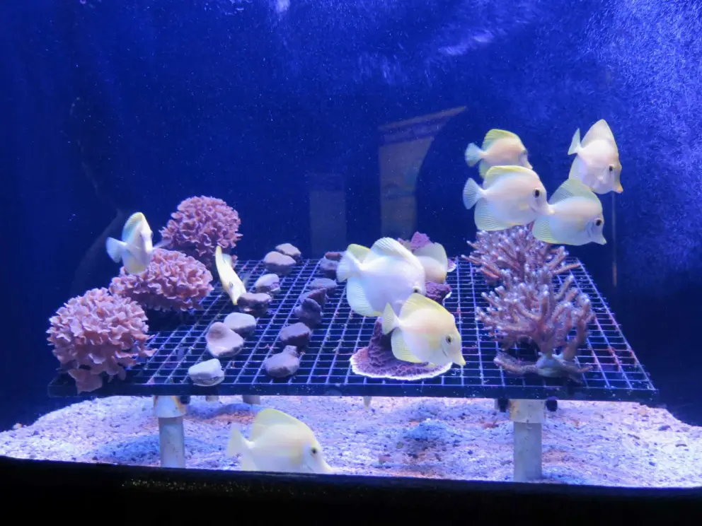 Fish clean these samples. 