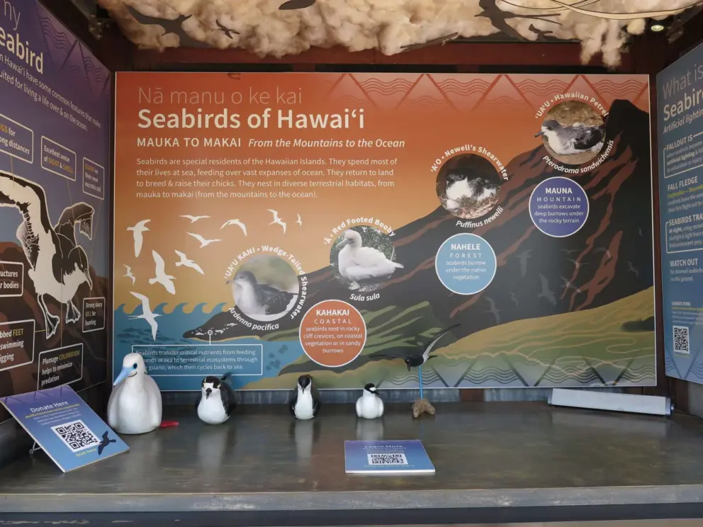 Seabirds of Hawaii: wedge-tailed shearwater, red-footed booby, newell's shearwater, Hawaiian petrel. 