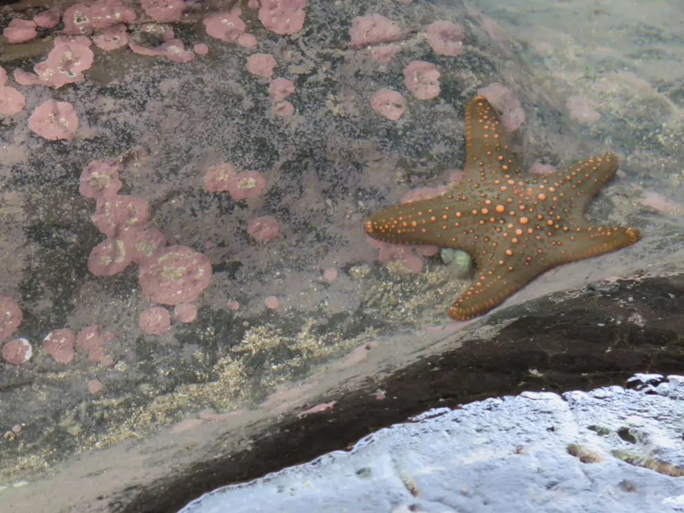 Starfish in the touch tank.