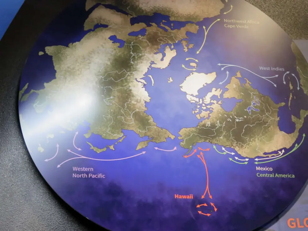 Whale migration patterns. 