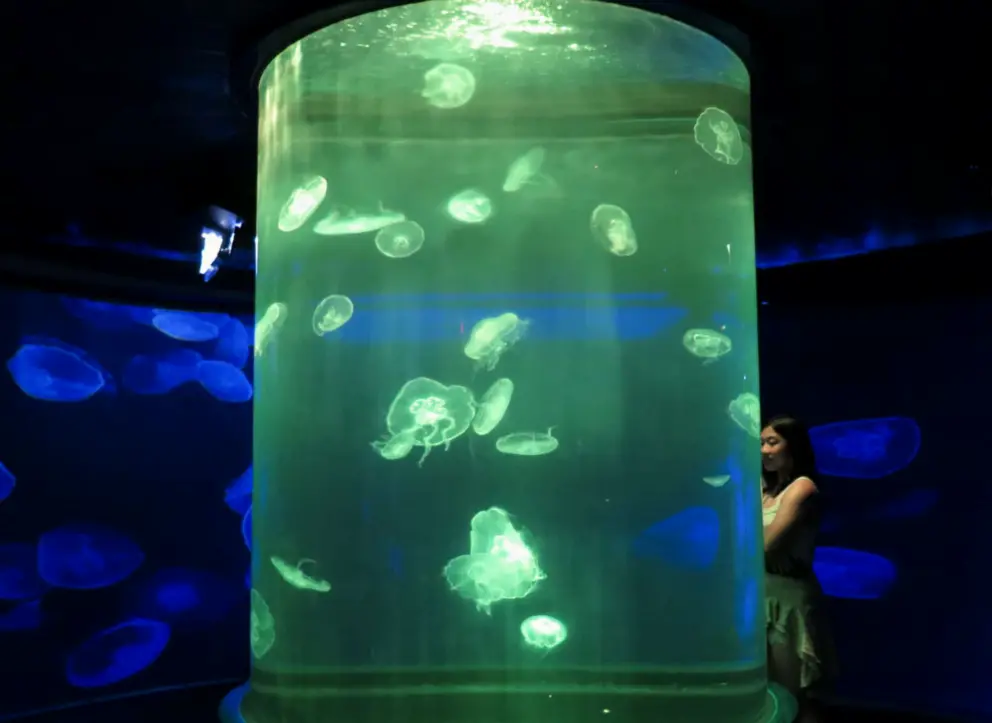 Jellyfish tank.