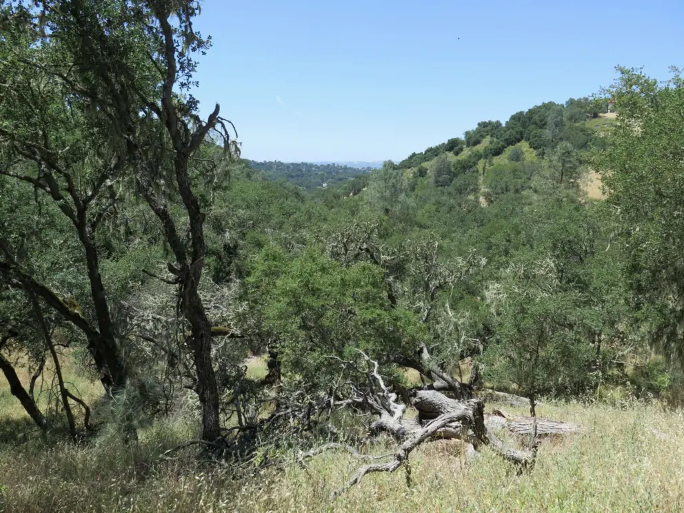 Hills in the distance. 