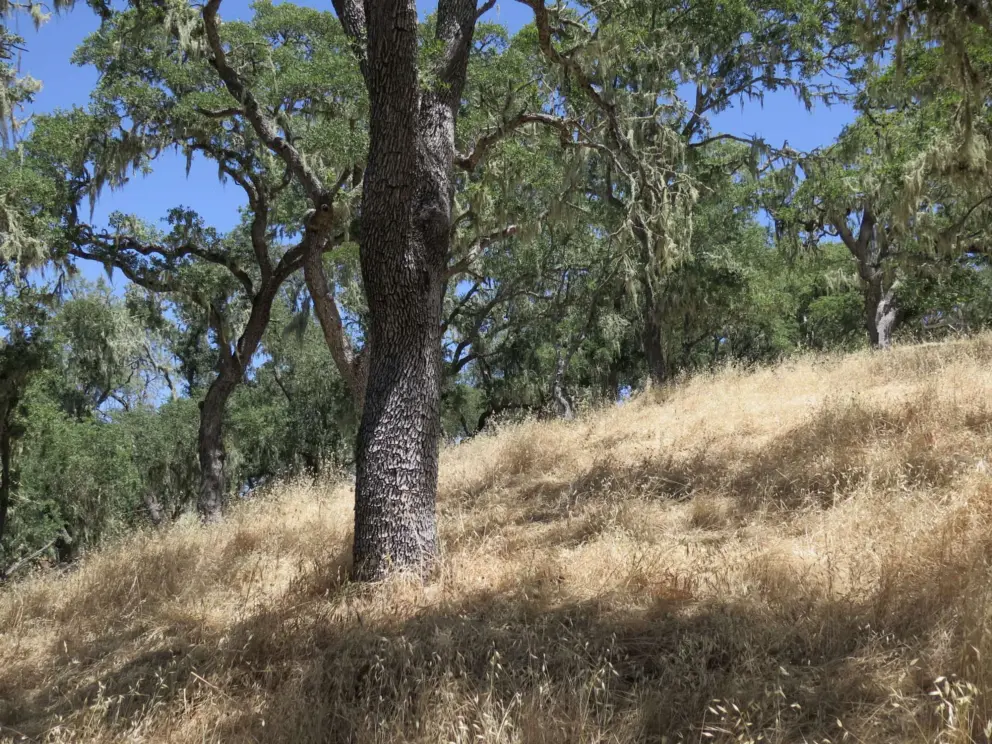 Twisty trees. 