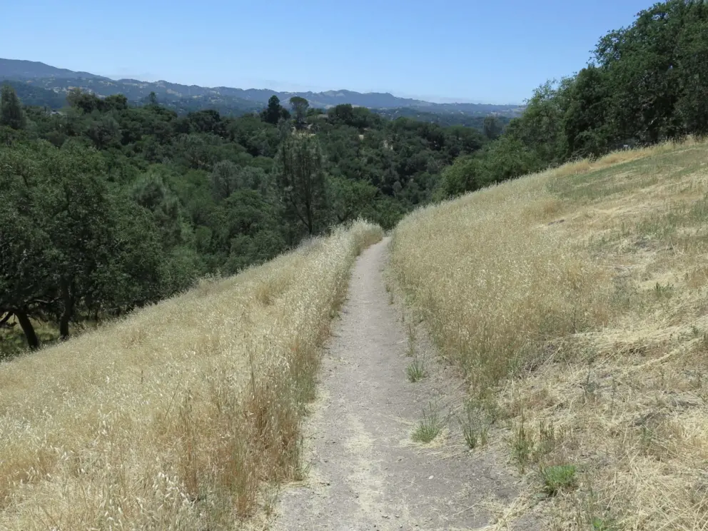 A section of yellow grasses and no shade. 