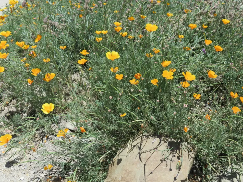 Poppies in May!
