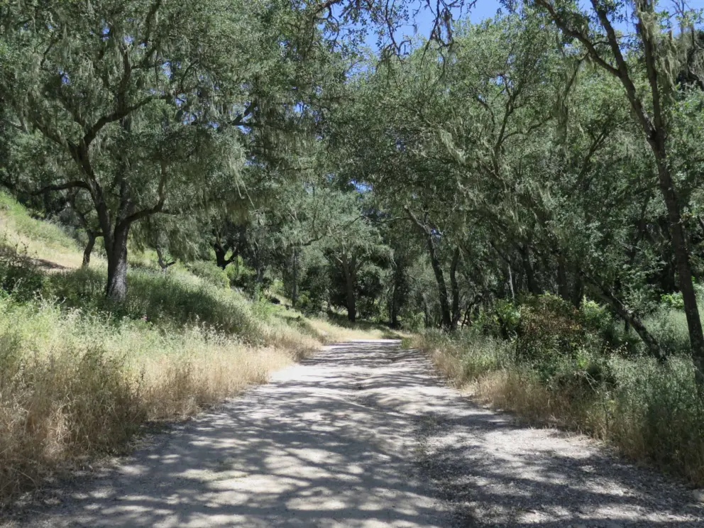 The trail surrounded by trees.