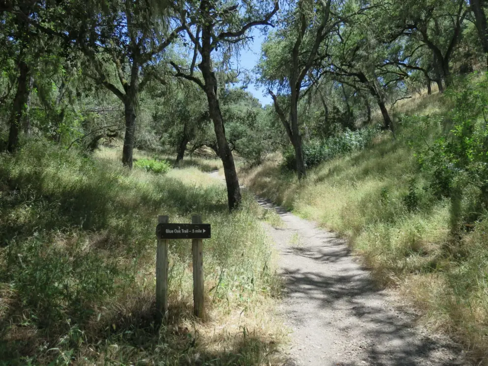 A pretty section of the trail. 