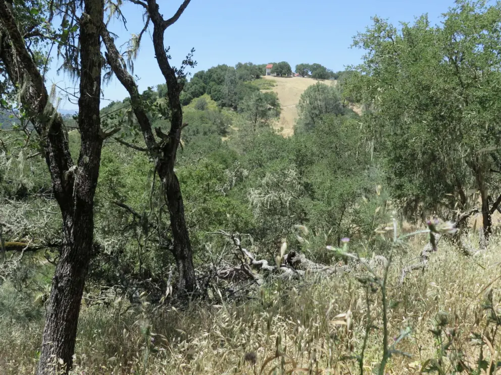 Clearing on a hillside. 