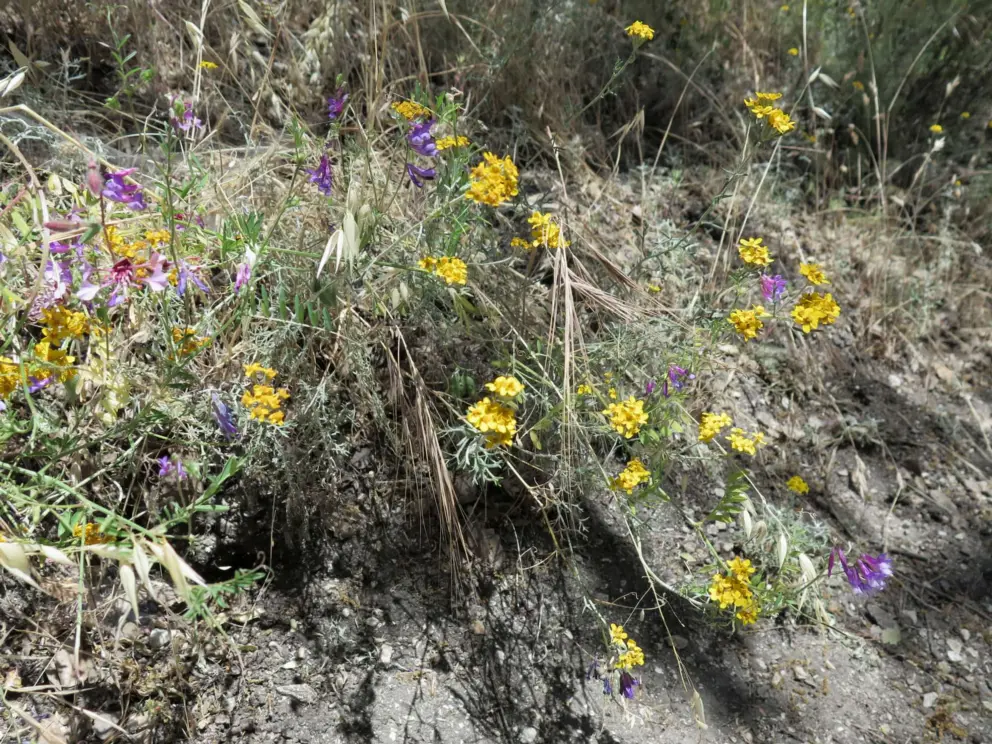Purple and yellow flowers. 