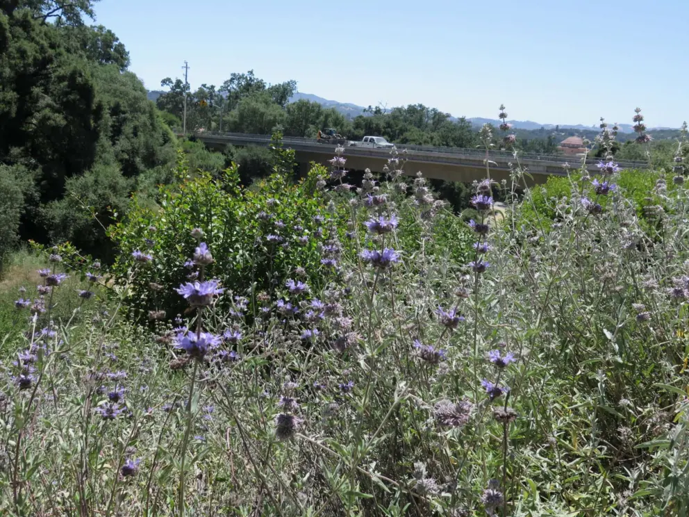 Purple flowers.