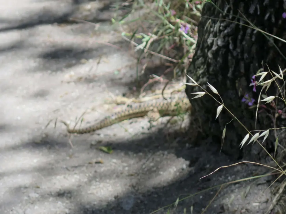 Snake tail. 