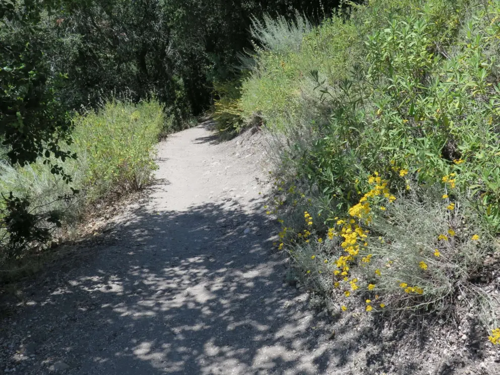 Yellow flowers along the trail.
