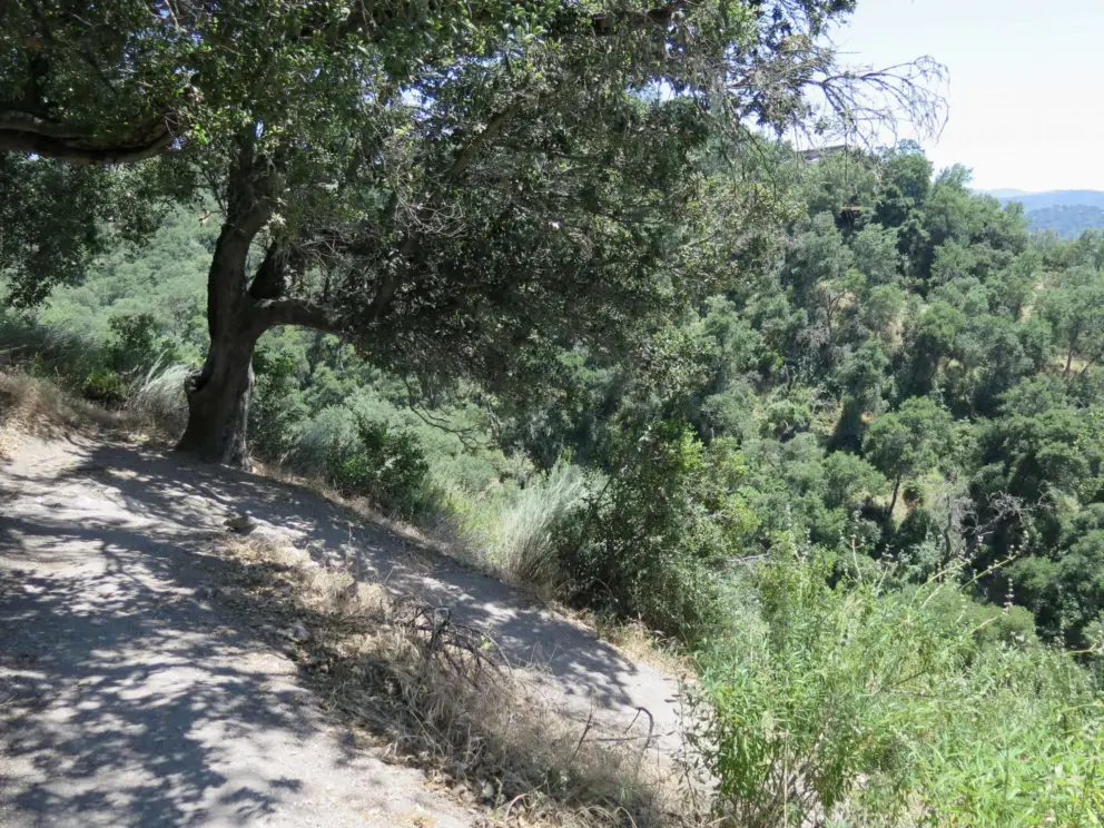 Oak on a slope. 