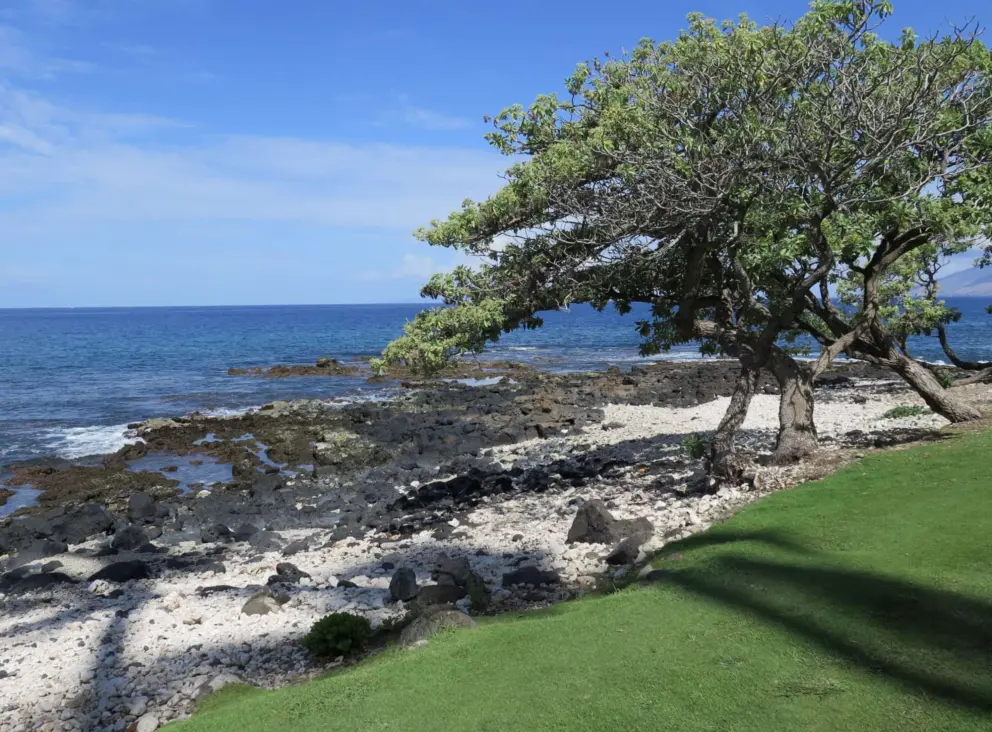 Coral and lava rock, at the lawn north of Wailea Beach Resort. 