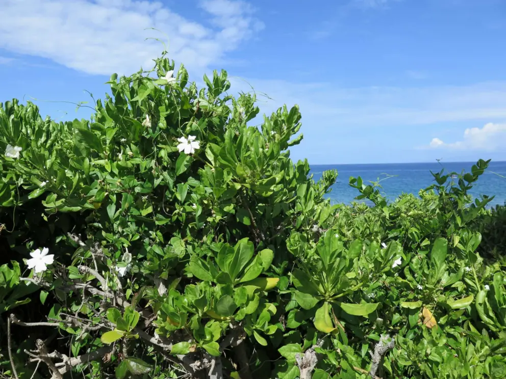 Fragrant flowers and the blue sea. 