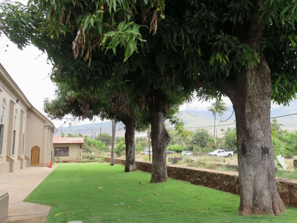 The mango trees beside the church, unharmed. 