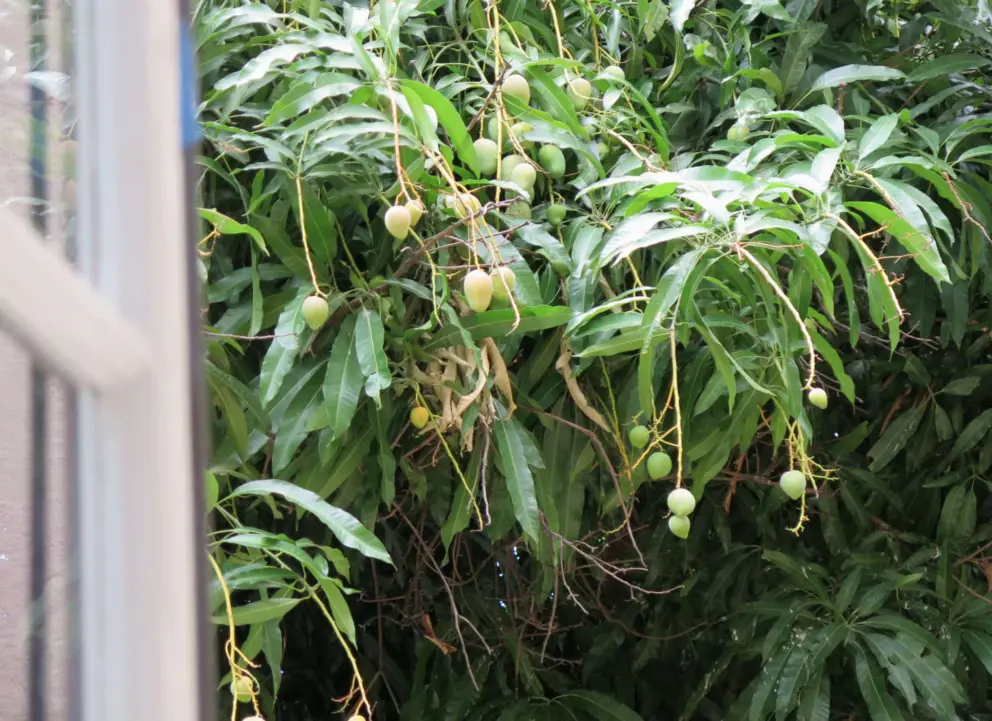 Mangos outside the window. 
