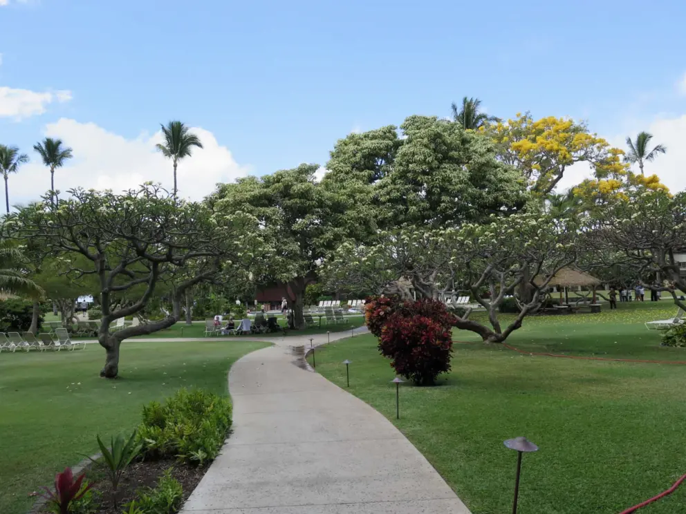 Yellow blossoming tree and plumeria trees. I like the grounds of the Kaanapali Beach Resort. 