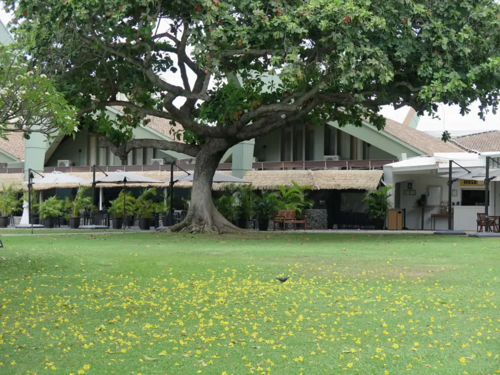 Yellow petals on a large lawn at the Kaanapali Beach Resort. 