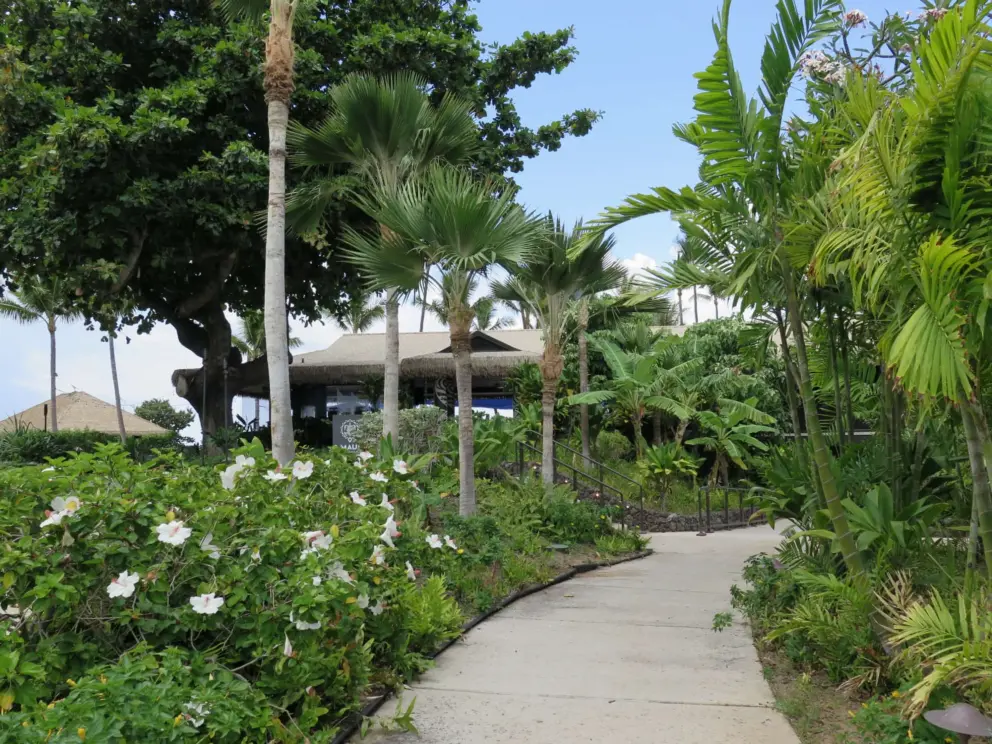 White hibiscus flowers and little palms outside Maui Brewing Company. 