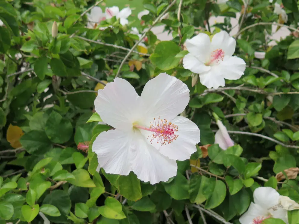 White hibiscus flowers. 