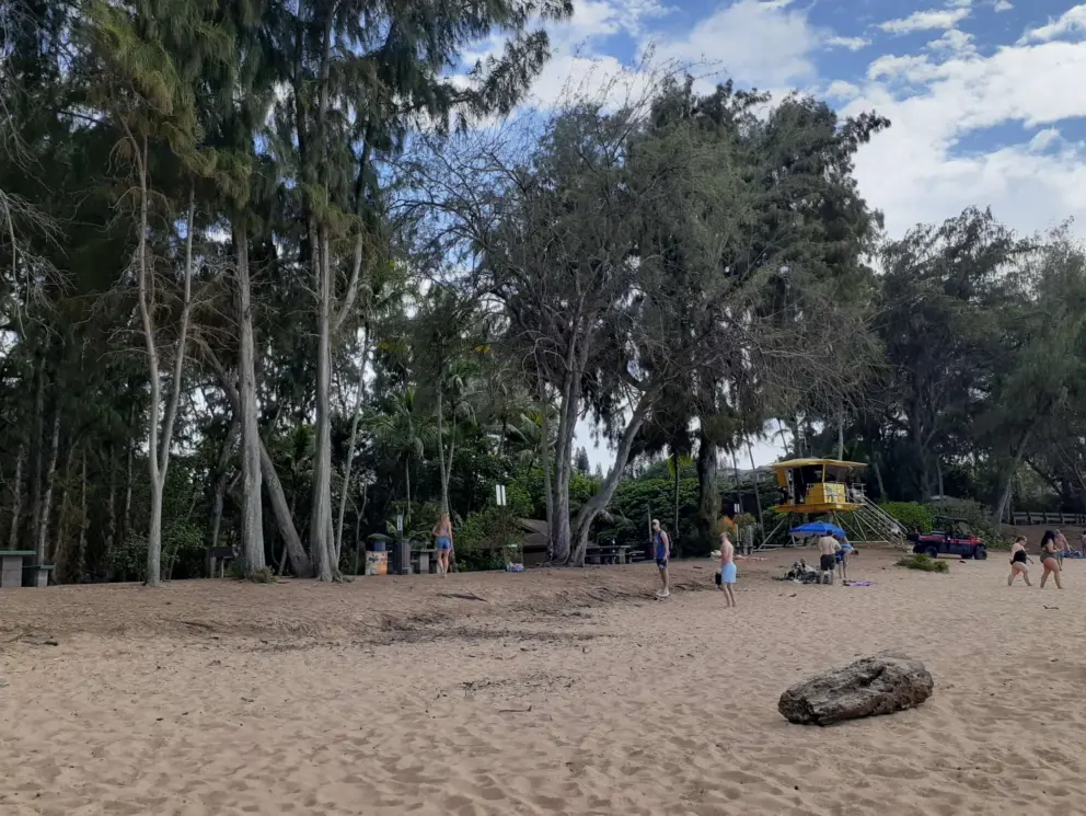 The ironwood trees that provide so much shade!