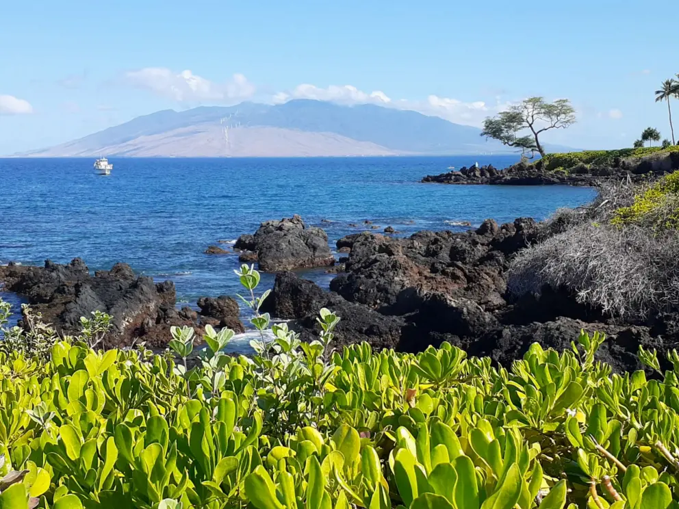 Naupaka flowers, black rock, blue sea, rocky point, and West Maui mountains, as seen from the beach path south of Wailea Beach.