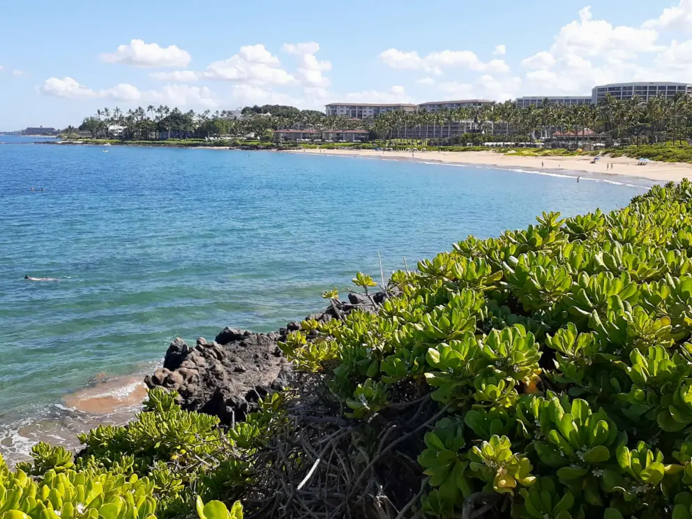 View of Wailea Beach and snorkeler from the beach path.