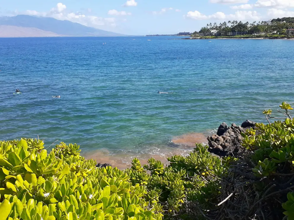 Snorkelers, as seen from the beach path north of Polo Beach.