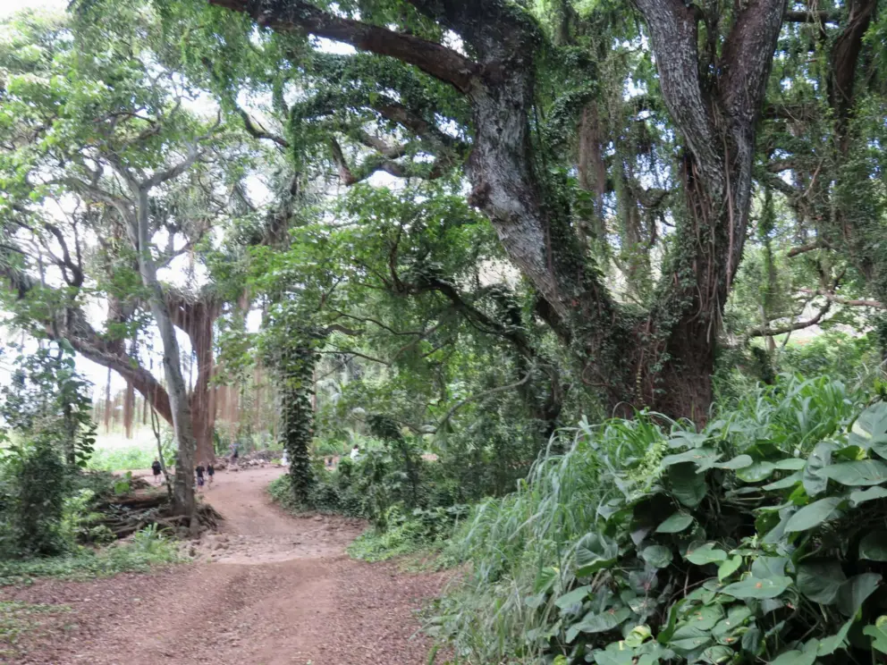 Vegetation on the trail to the beach. 