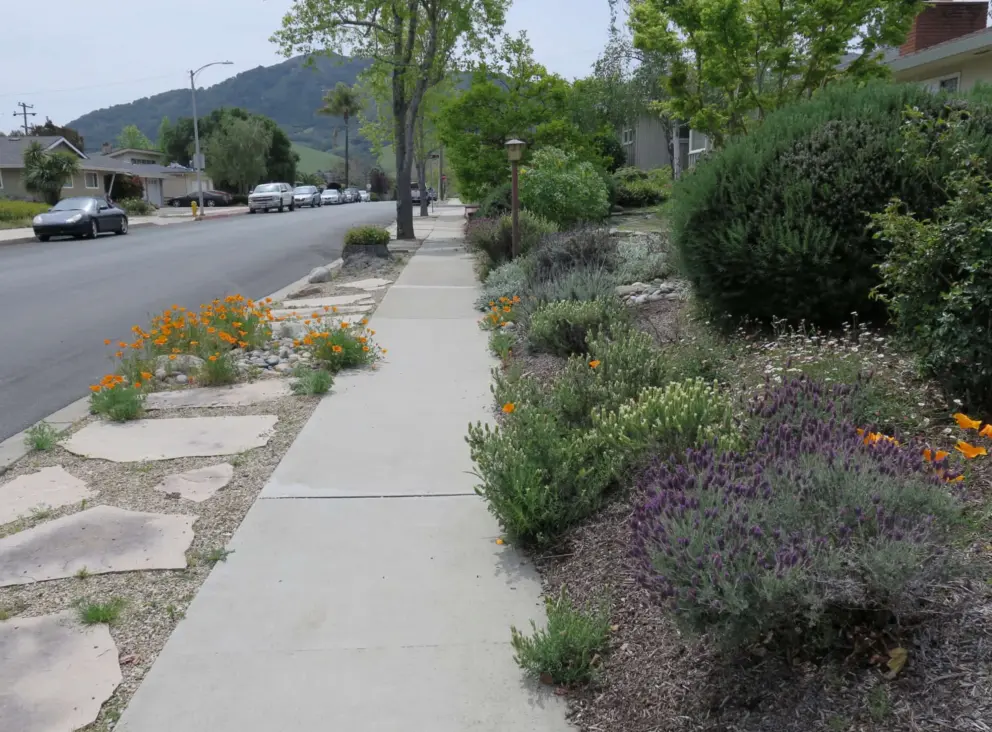 Flowers along the sidewalk and views of Cerro San Luis mountain.