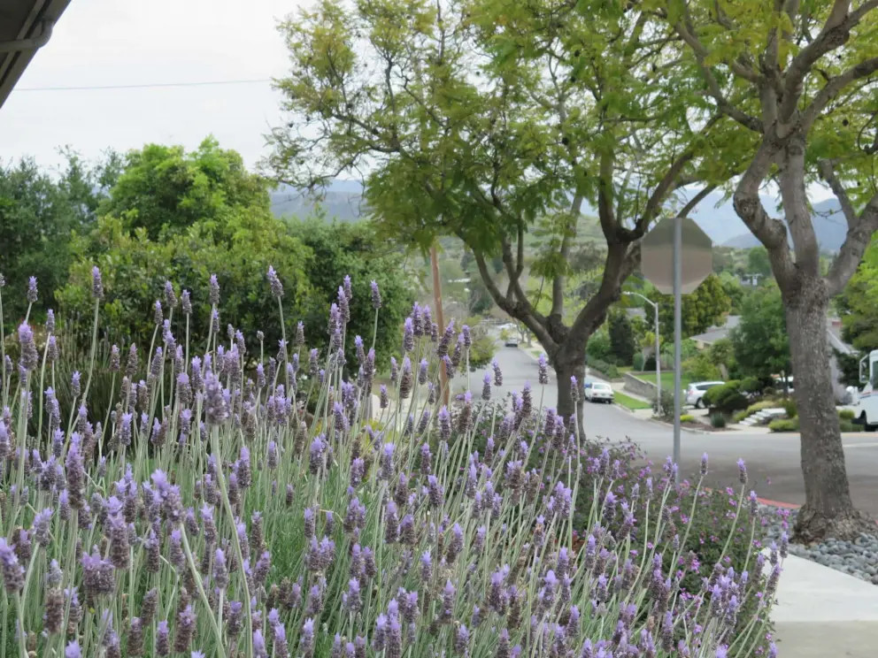 Lavender along the road. 