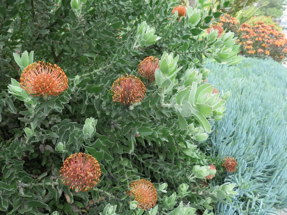 I like the many shades of green in this garden.