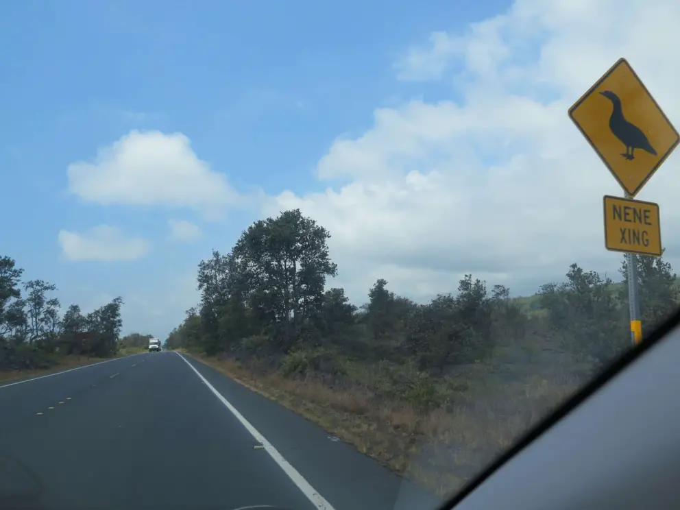 Nene birds might cross the road!