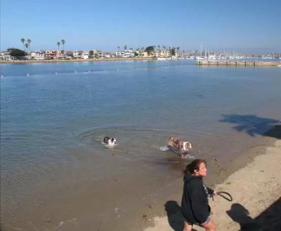 Dogs take a dip.