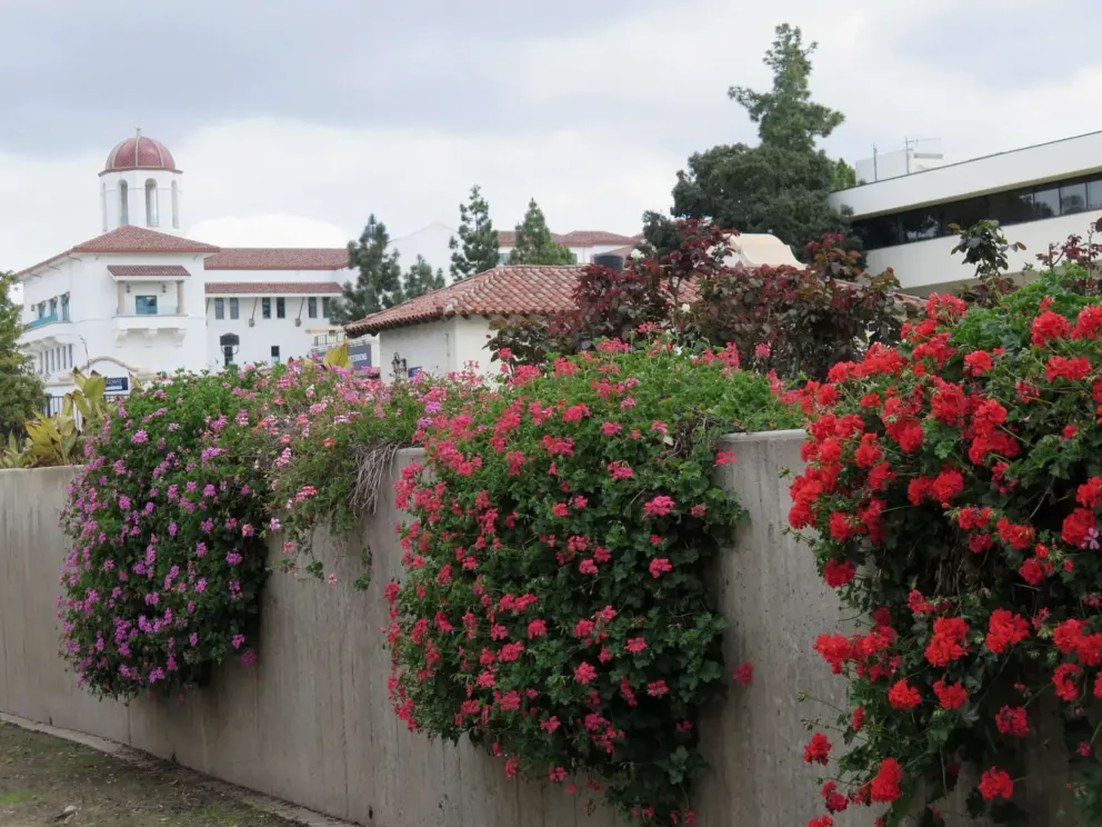 Flowers of many colors spilling over a wall.