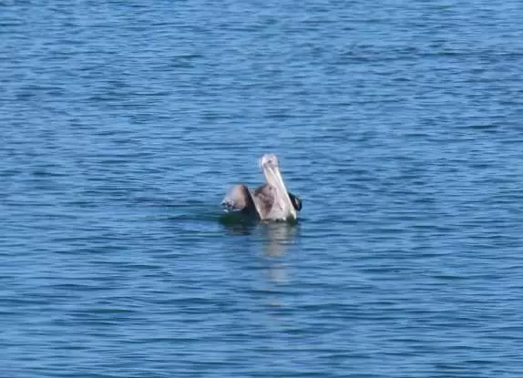 Pelican buddy.